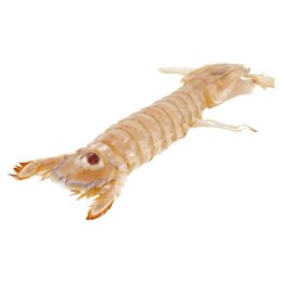 Canocchie precotte piccole