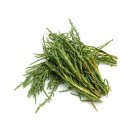 Alghe salicornia fresche