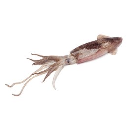 Calamari 2 p sporchi marocco iwp