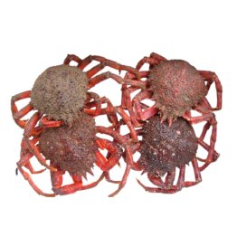 Granciporri atlantici 800+