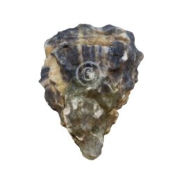 Ostriche concave gillardeau n3