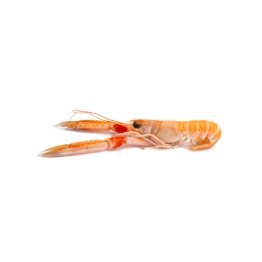 Scampo mazara c/bordo 20/30pz/kg