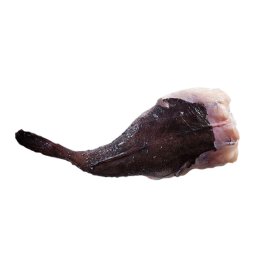 Rospo coda 7 kg 150/300 gr sudafrica