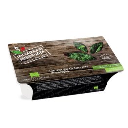 Germogli di torzella di campo