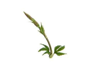 Luppolo selvatico (bruscandoli)