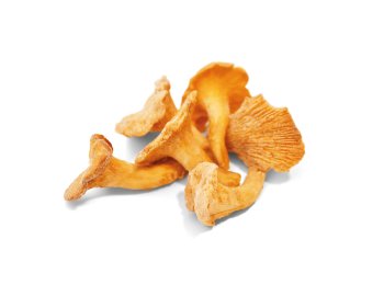 Funghi finferli