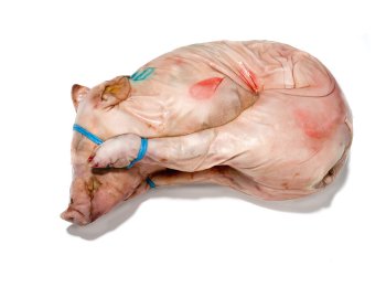 Maialino intero crudo c/o 6/9 kg