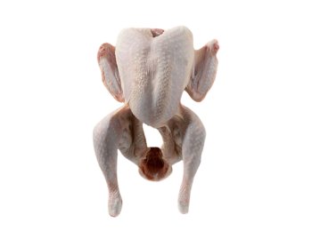 Tacchino a busto femmina