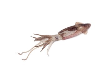 Calamaro 3 p sporco marocco iwp