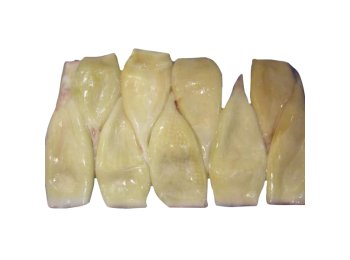 Totano atlantico tubo m pereira