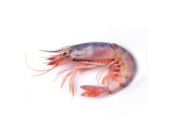 Gambero viola sicilia iii 45/60pz/kg