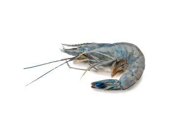 Mazzancolla 26/30 nuova caledonia