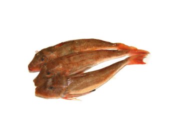 Gallinella 250/500gr olanda