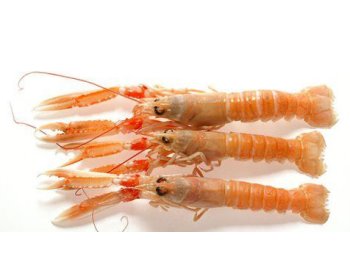 Scampo 2/4 pz/kg laeso dk