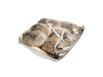 Seppia sporca 50/100 c/bordo