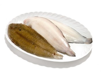 Sogliola dover n 4 nl