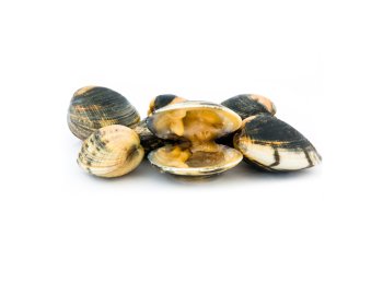 Vongola adriatico c/g