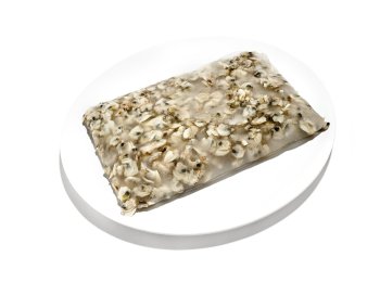 Vongola pacifico s/g piastra precotta