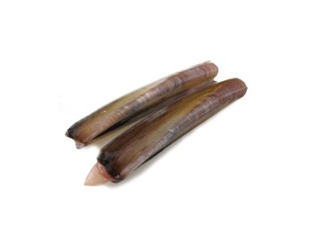 Cannolicchio oceanico