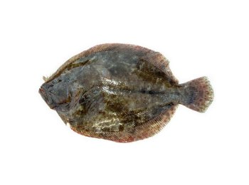 Soaso 500/1000 olanda