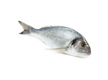 Orata 300/400 croazia