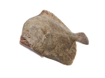 Rombo chiodato 500/1000 spagna