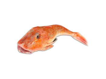 Gallinella 250/500 atlantico