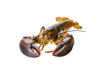 Astice americano 400/600 canada