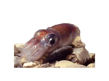 Seppiola (zottolo) italia