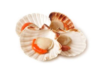 Cappasanta intera italia