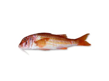 Triglia di fango 30/60 gr italia