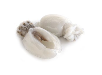 Seppia atlantica 30/40