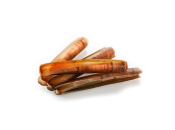 Cannolicchio oceanico olanda