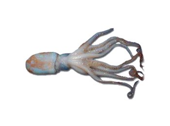 Moscardino grande italia