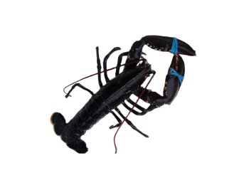 Astice 600/800 blu europeo