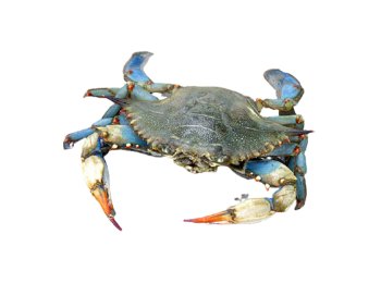 Granchio nuotatore(granchio blu) italia