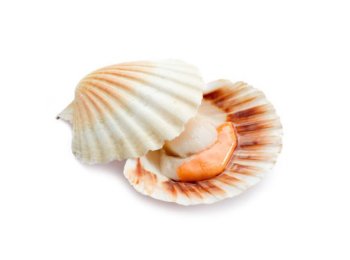 Cappasanta atlantica m/g uk