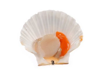 Cappasanta atlantica intera uk