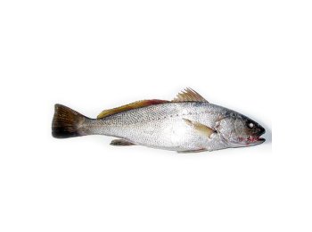 Ombrina boccadoro 500/1500 francia