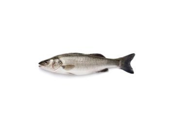 Branzino 200/300 turchia