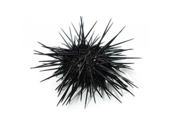 Riccio di mare italia