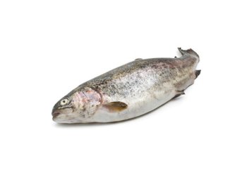 Trota iridea bianca italia