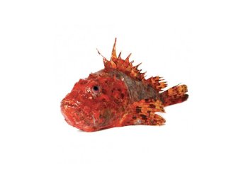 Scorfano 800/1500 italia