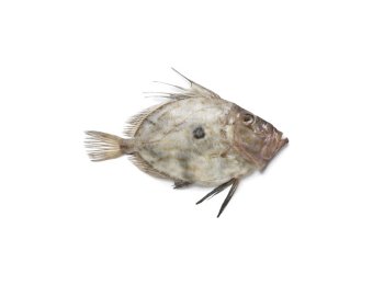 San pietro 800/1500 italia