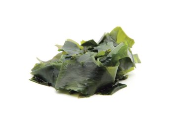Alga kombu