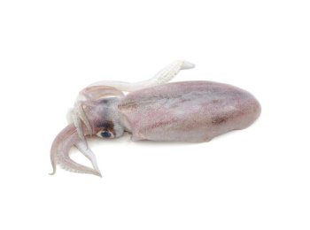 Calamaro sporco 100/125 gr francia