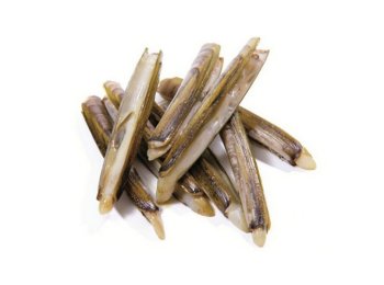 Cannolicchio (gentile) italia