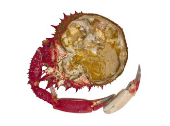 Granceola polpa francia