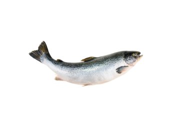 Salmone sup ev 7/8 norvegia