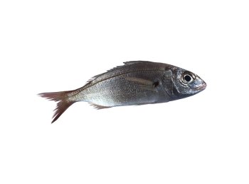 Pagello pezzogna 500/1000